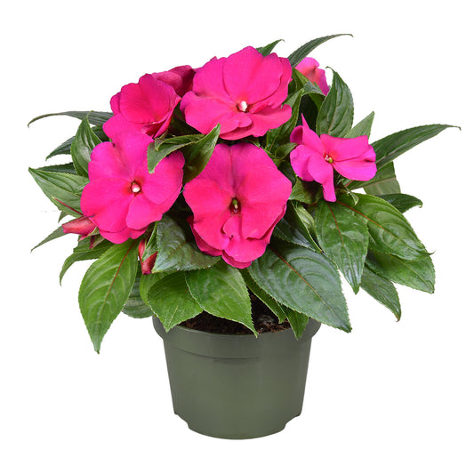 Impatiens ng. Tamarinda Amethyst 25cm 13cm Pot