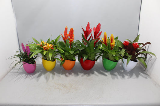 Bromelia mix (+ drp.Coupe Borabora) 30cm 16cm Pot