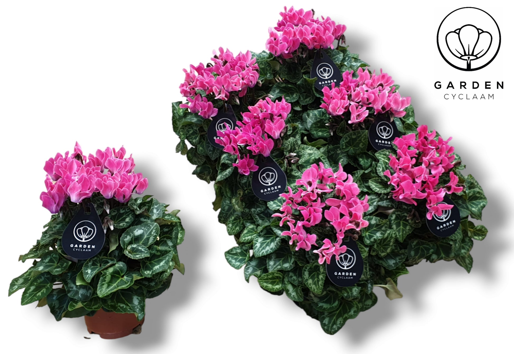 Cyclamen Garden light pink 25cm 510cm Pot