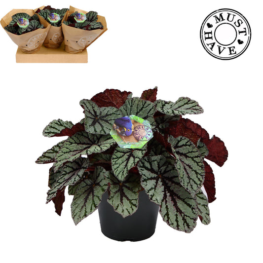 Begonia Magic Colours Fedor 35cm 17cm Pot