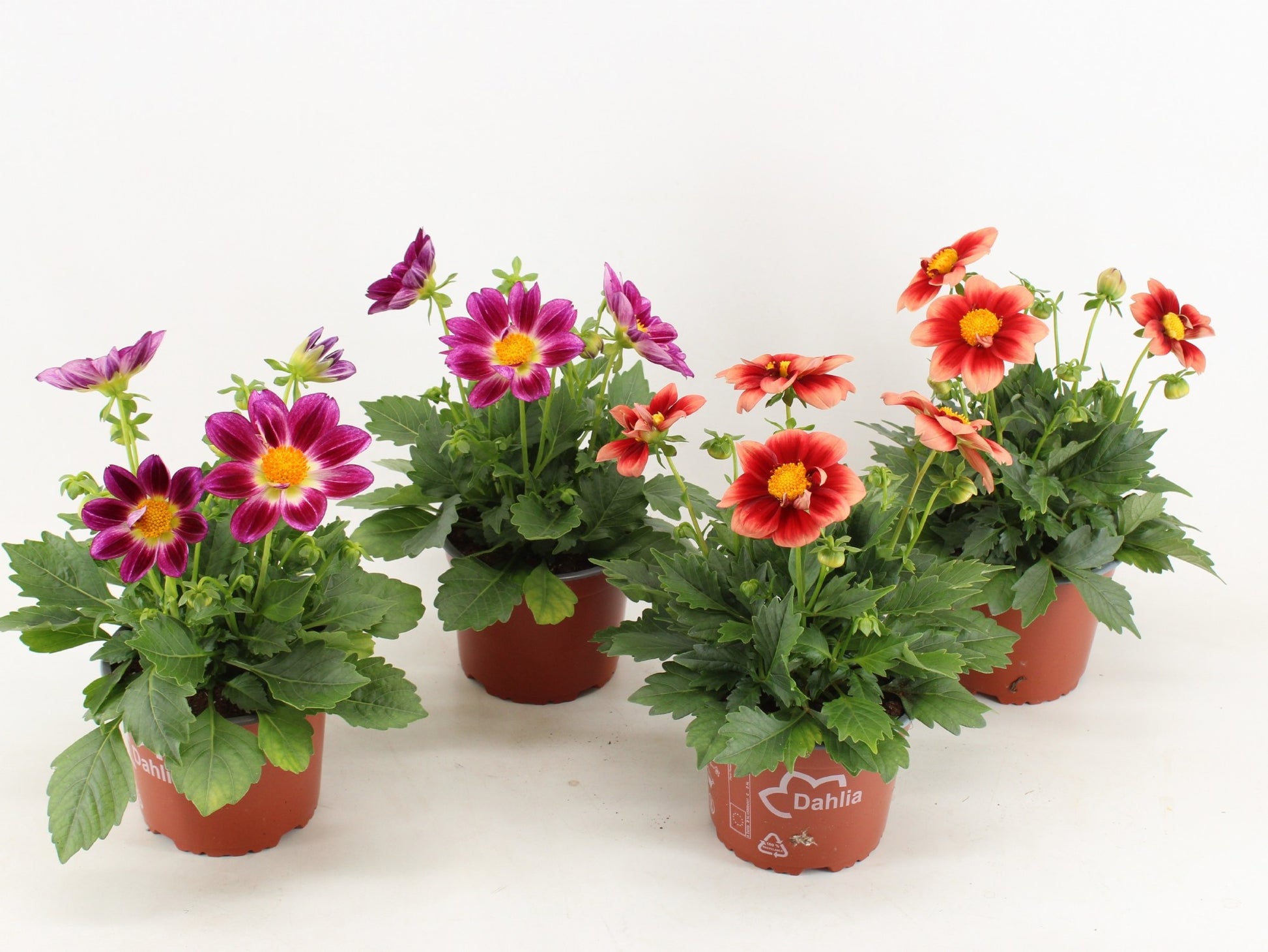 Dahlia Summerbees mix 35cm 15cm Pot