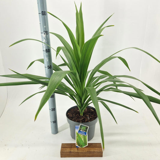 Cordyline 75cm 23cm Pot