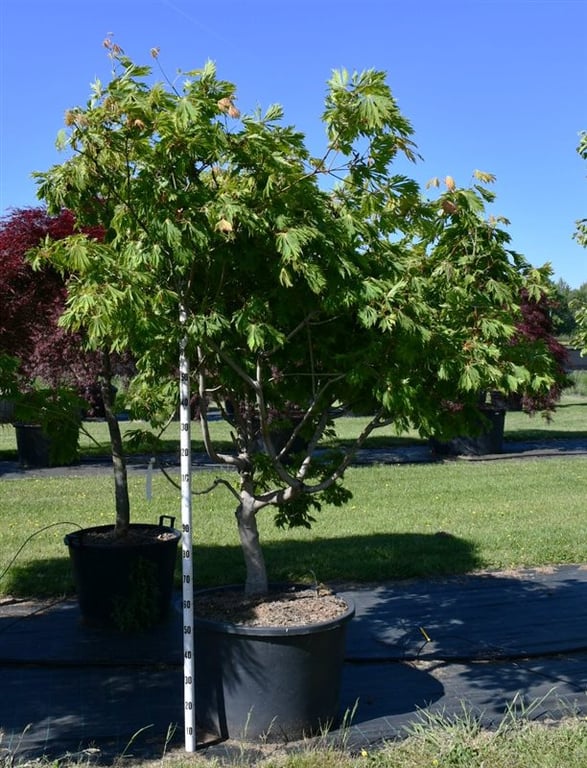 Acer Aconitifolium 250cm 80cm Pot