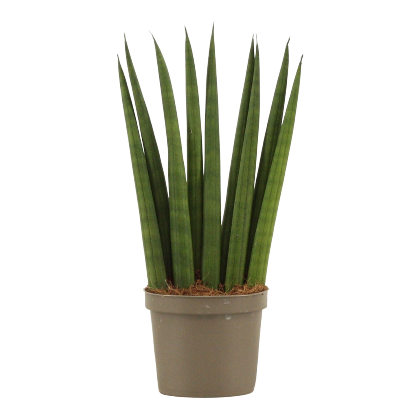 Sansevieria cylindrica 25cm 9cm Pot