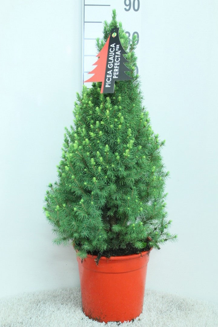 Picea glauca Perfecta 85cm 24cm Pot