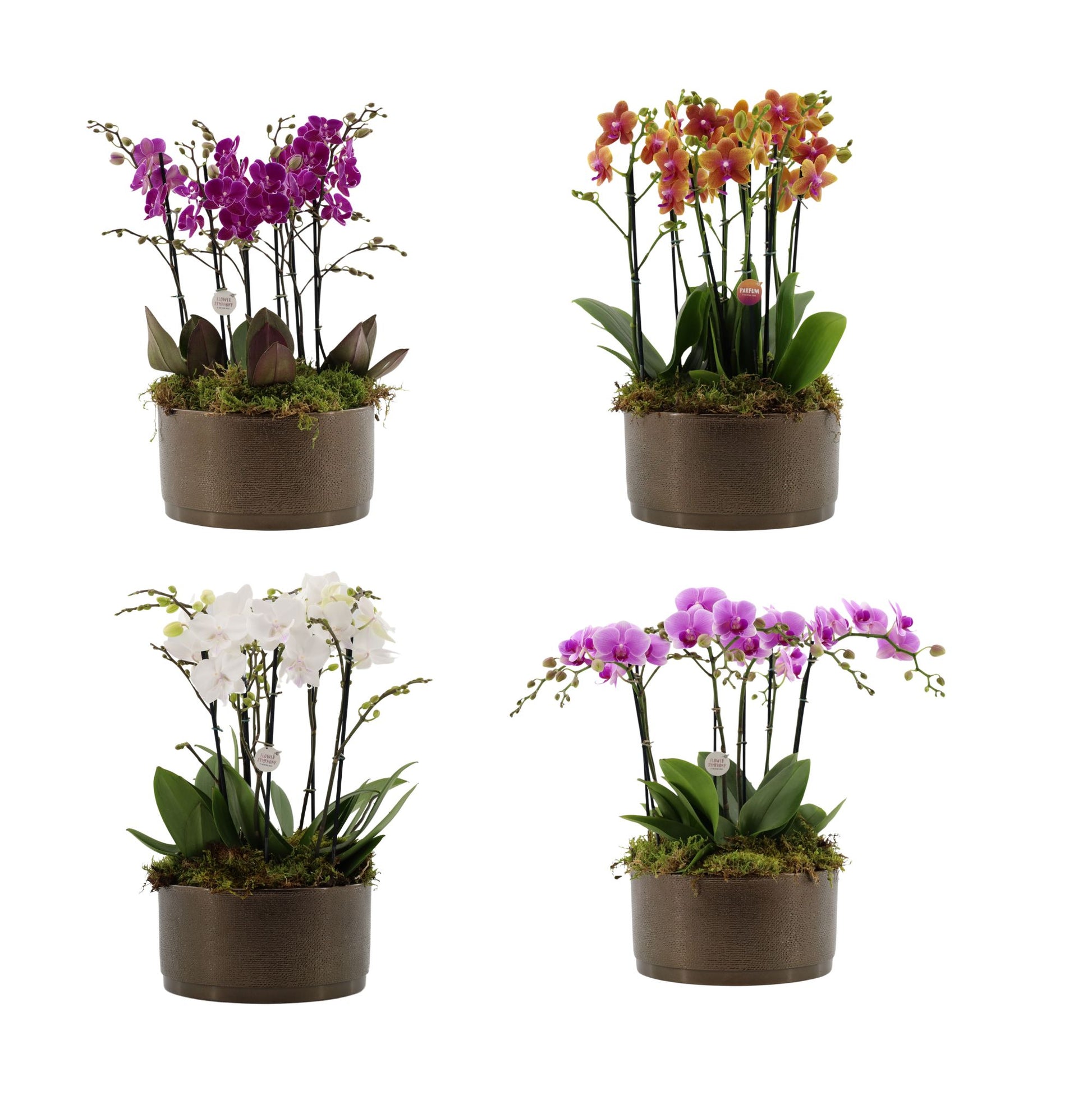 Phalaenopsis mix 50cm 27cm Pot