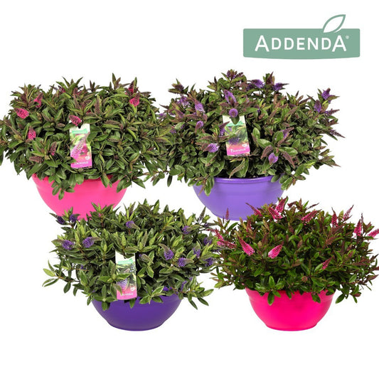 Hebe Addenda mix 50cm 30cm Pot