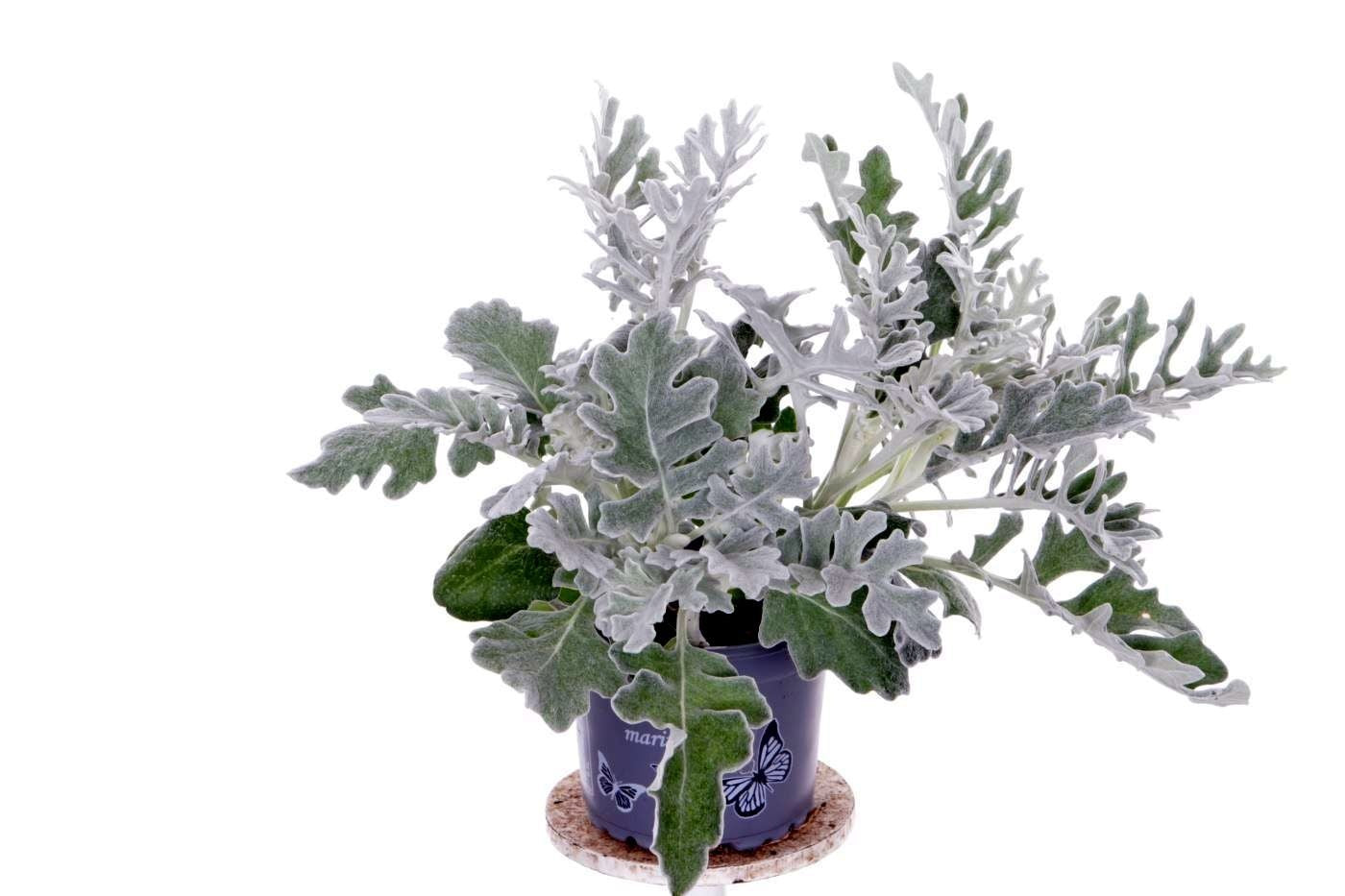 Jacobaea maritima 20cm 11cm Pot