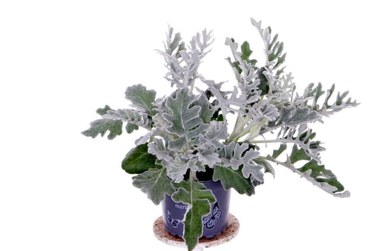 Jacobaea maritima 20cm 11cm Pot