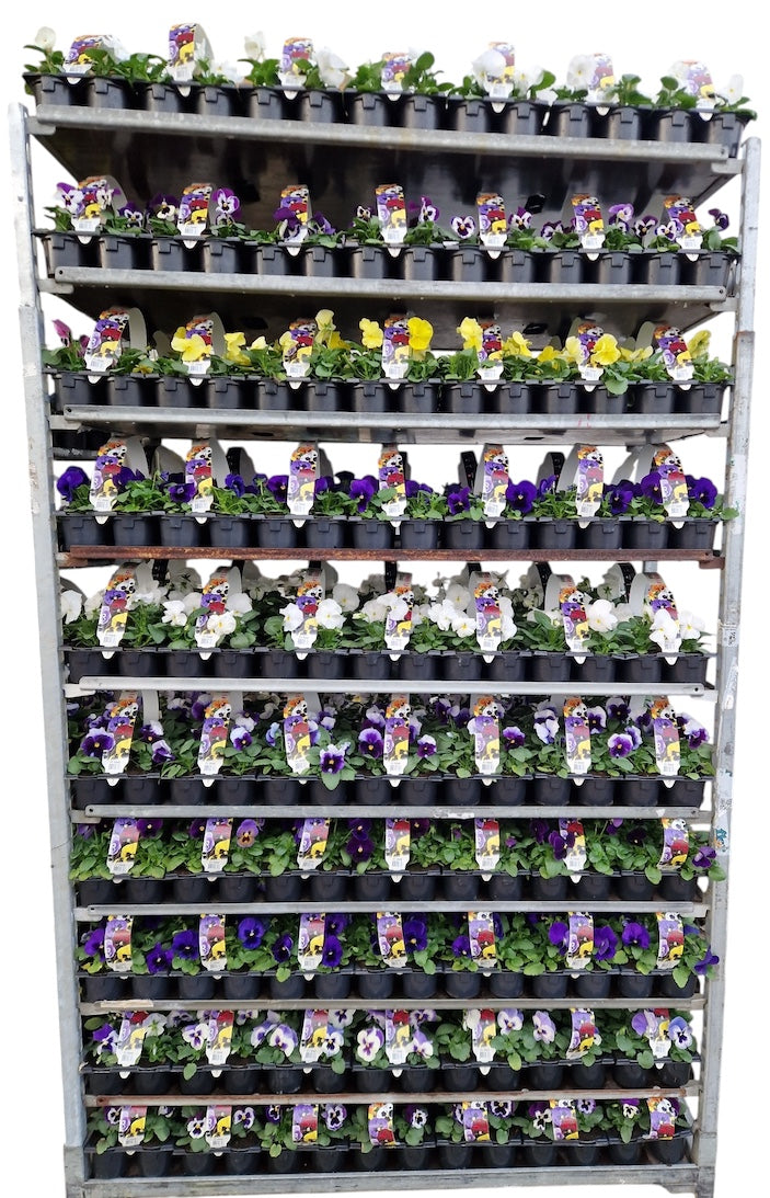 Zuidbaak Honselersdijk Viola F1 hybrid Pack of 14