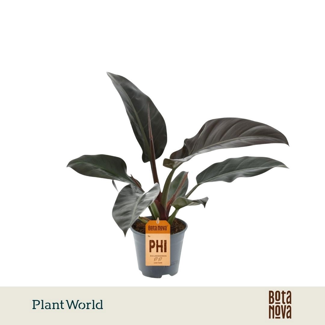Philodendron Imperial Red 40cm 14cm Pot