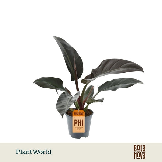 Philodendron Imperial Red 40cm 14cm Pot