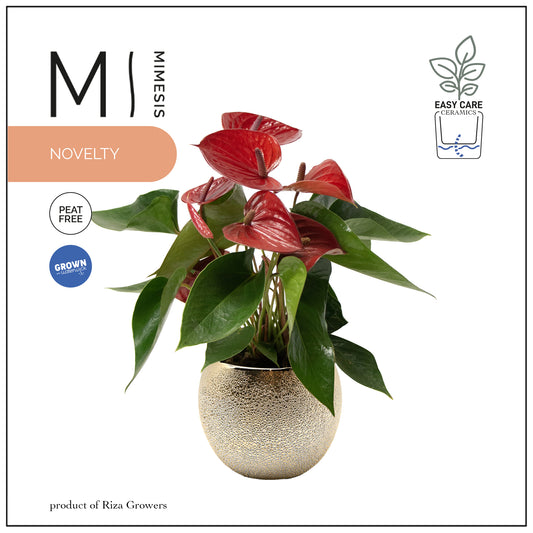 Anthurium Picanta Red 45cm 12cm Pot