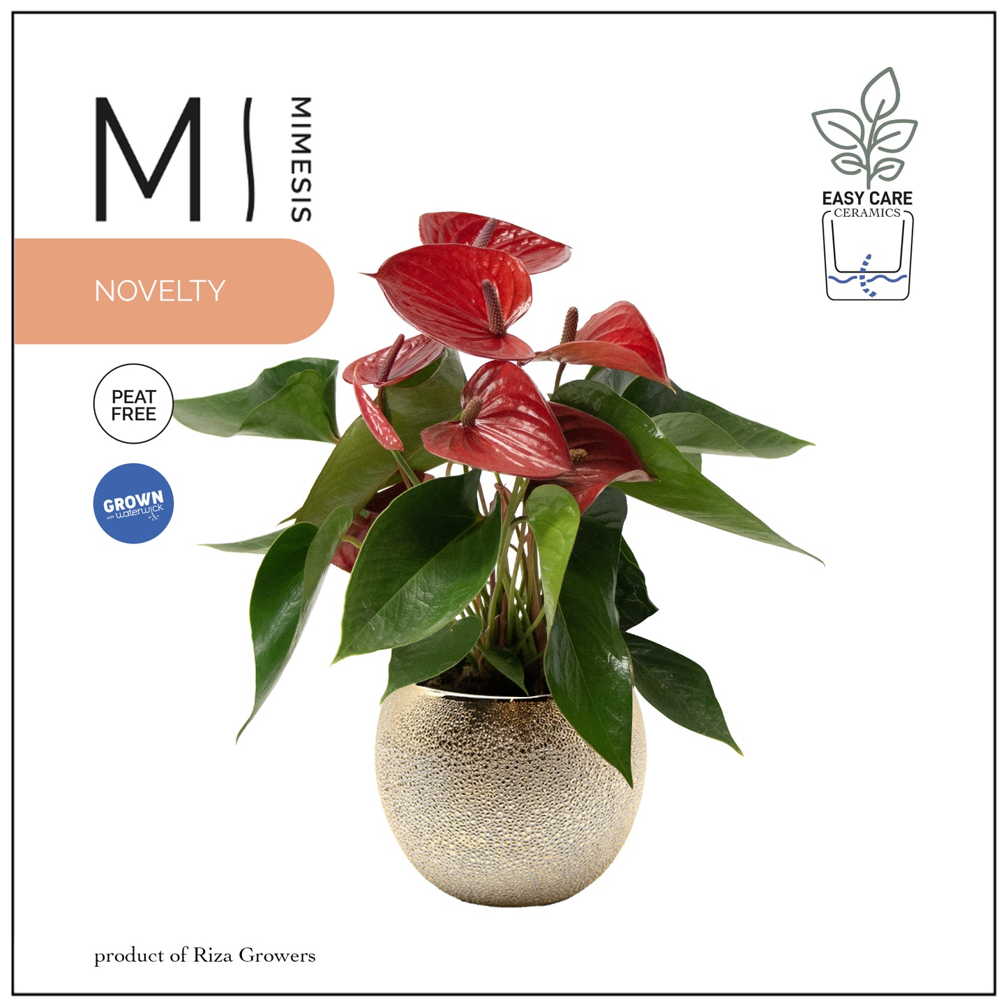 Riza Karma Plants Anthurium Picanta Red Pack of 3
