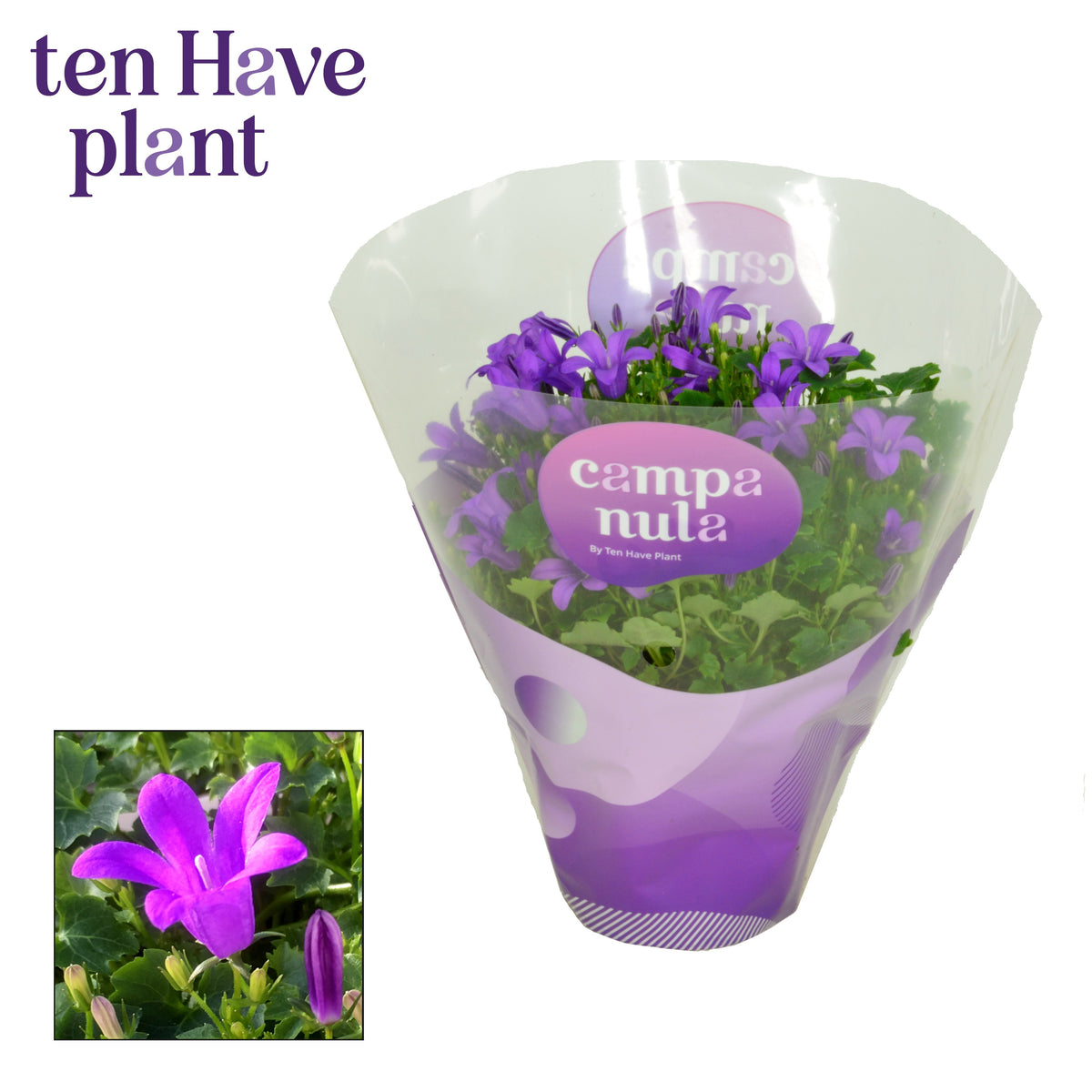 Campanula Porto 17cm 11cm Pot