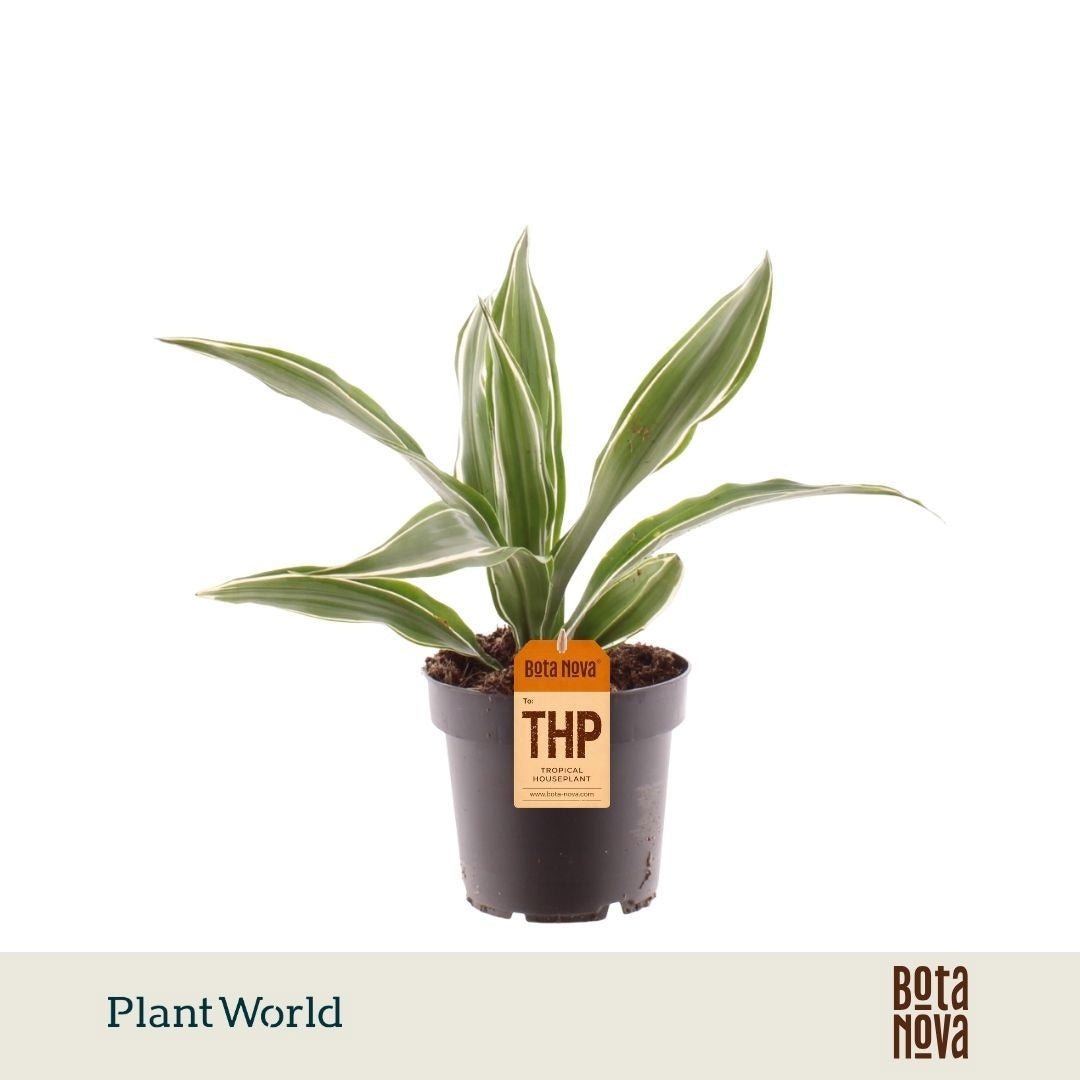 Dracaena fragrans Warneckei 40cm 12cm Pot