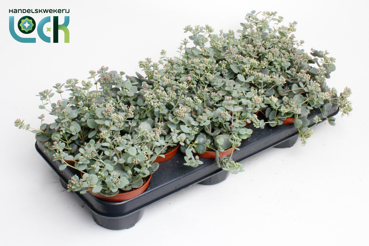 Sedum sieboldii (O) 15cm 510cm Pot