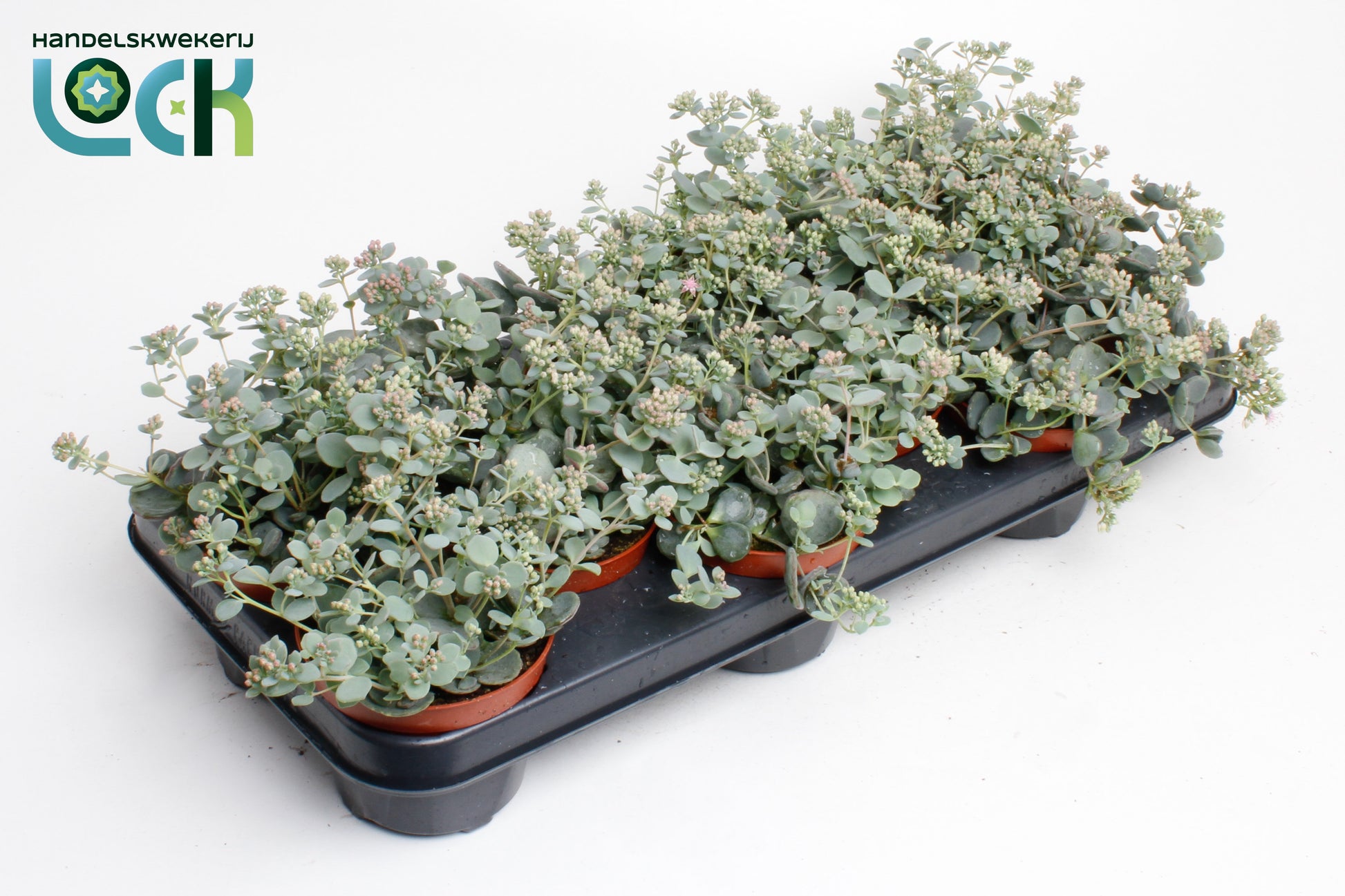 Sedum sieboldii (O) 15cm 510cm Pot