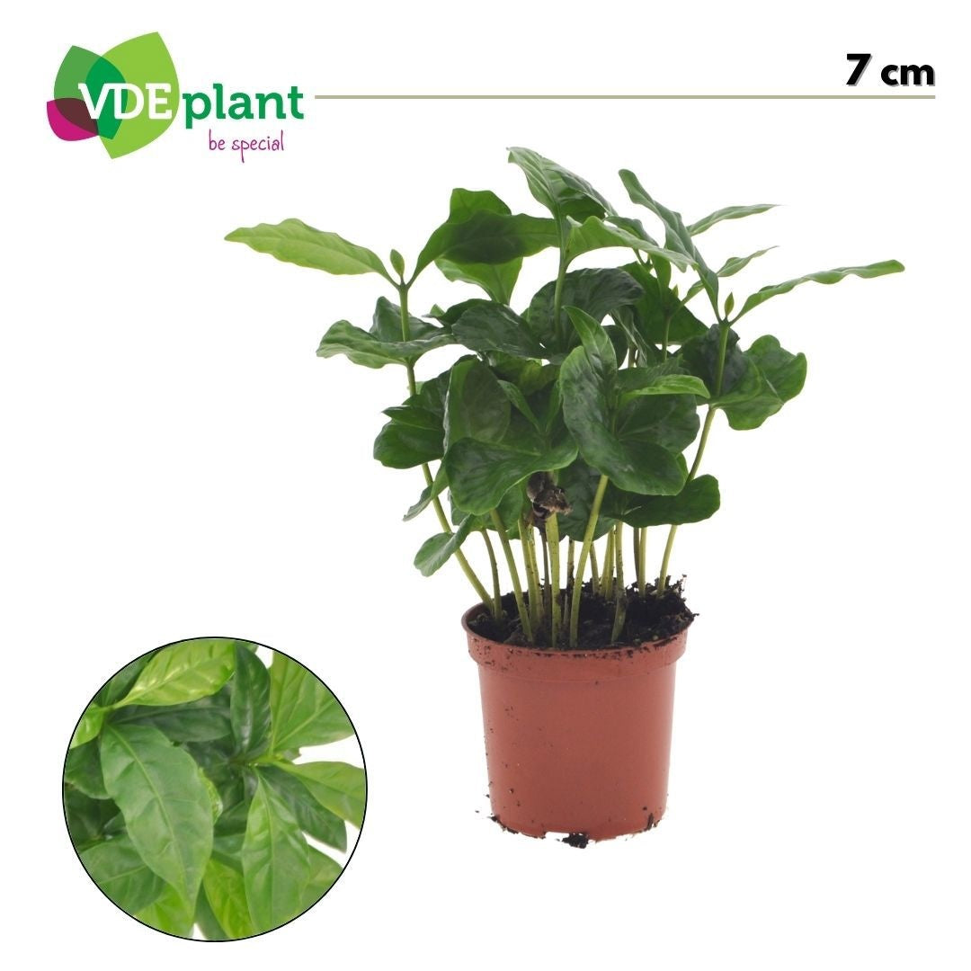 Coffea arabica 15cm 7cm Pot