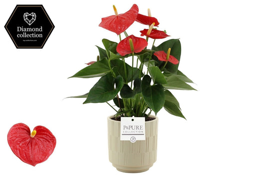 Anthurium Esudo 40cm 12cm Pot