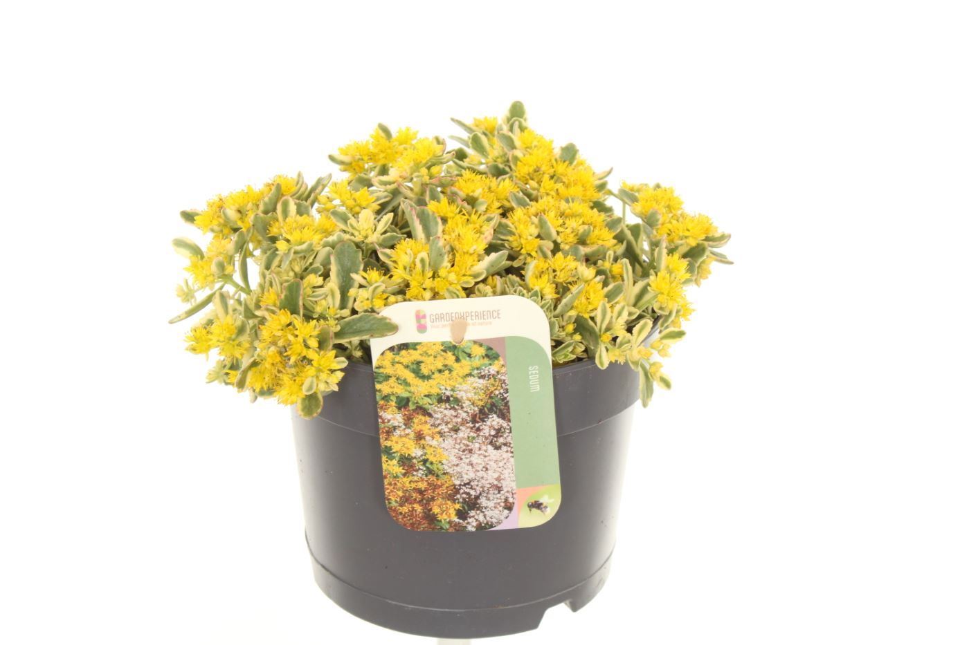 Sedum album mix 20cm 17cm Pot