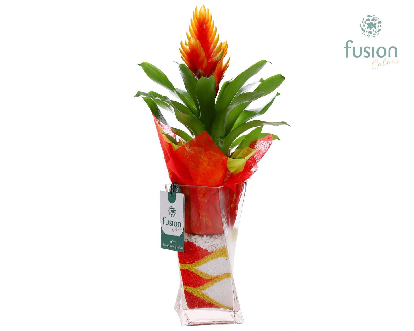 Glas Twistervaas met Vriesea 55cm 10cm Pot