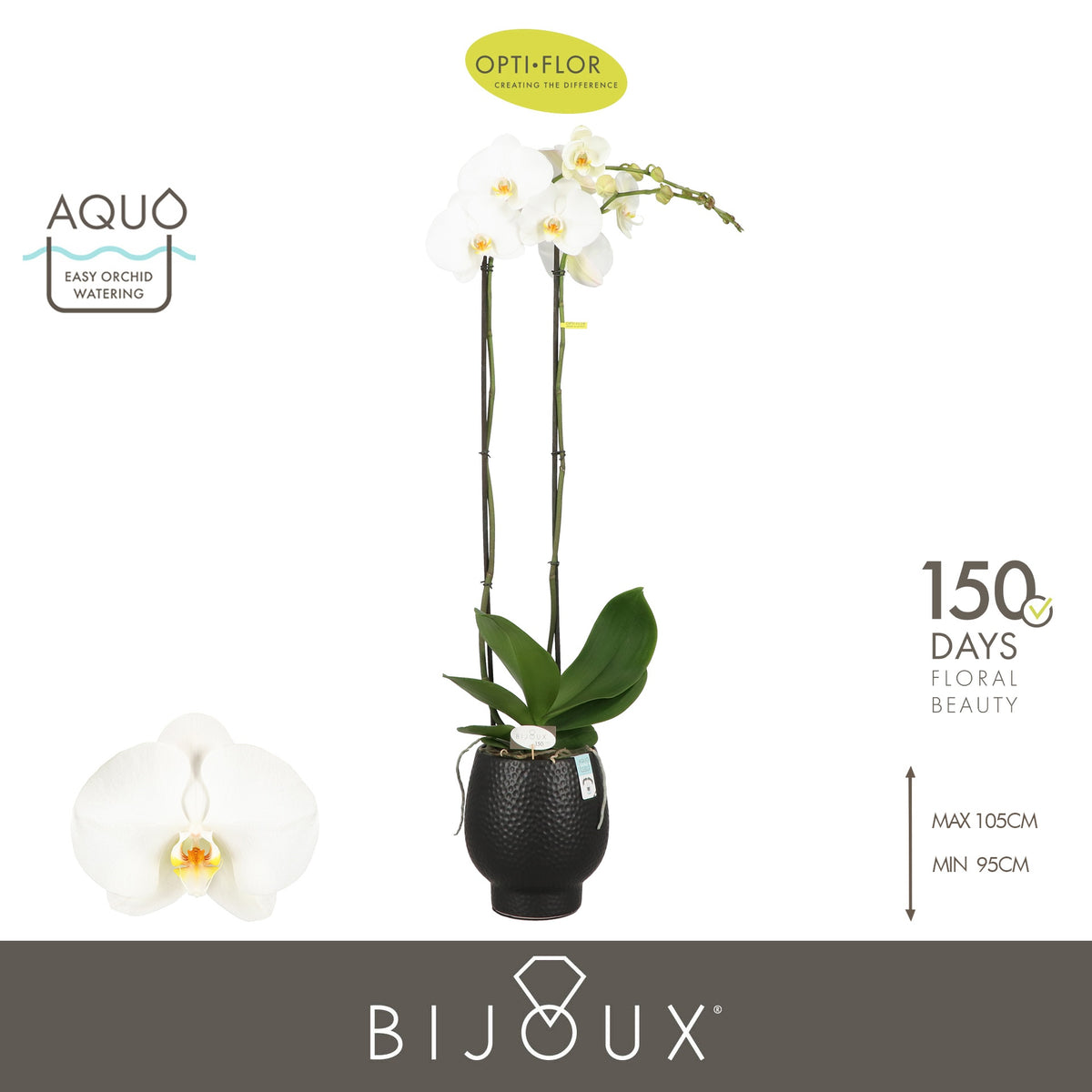 Phalaenopsis Diamond 100cm 15cm Pot