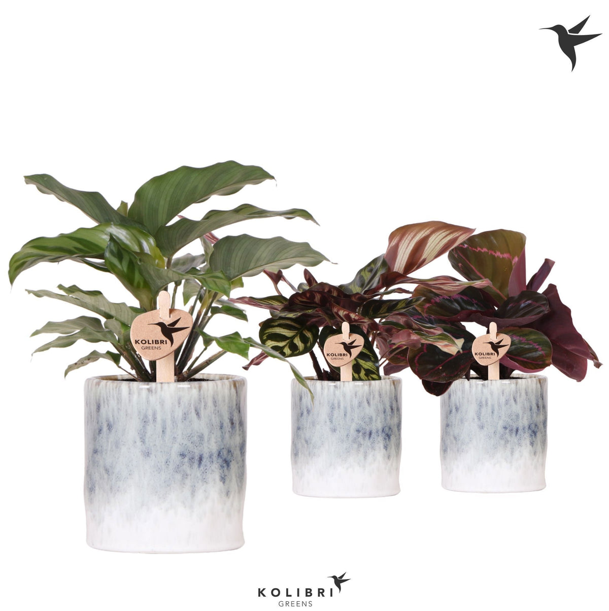 Calathea mix 23cm 9cm Pot