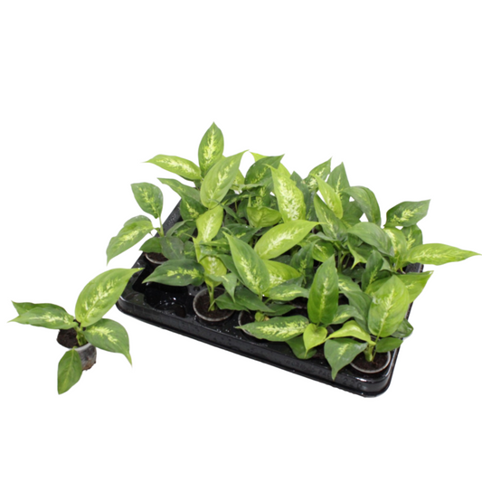 Dieffenbachia Compacta 12cm 6cm Pot