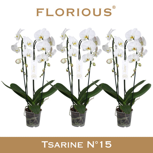 Phalaenopsis white 75cm 15cm Pot