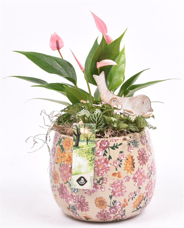Indoor arrangement 17cm Pot