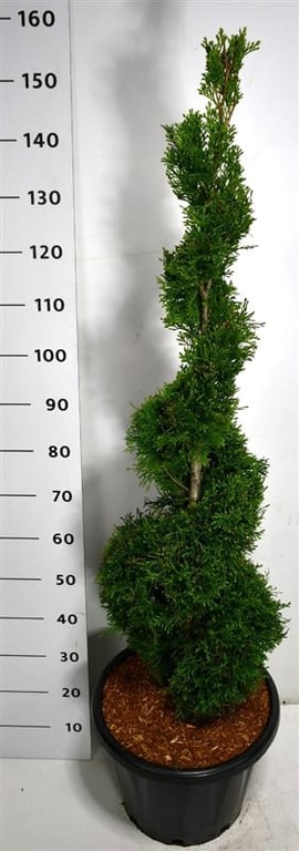 Thuja occidentalis Smaragd 160cm 38cm Pot