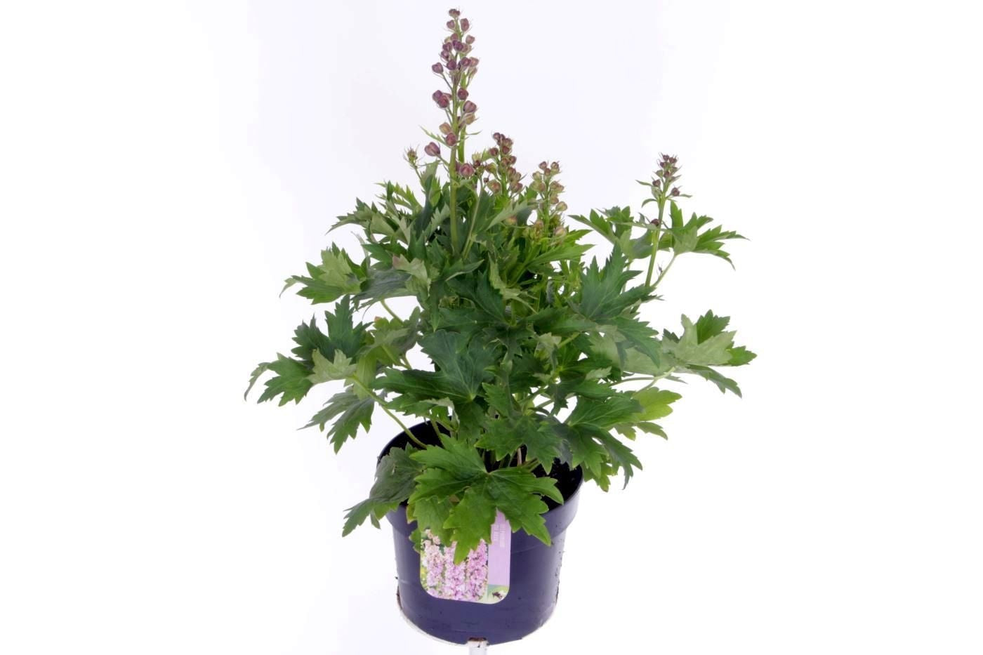 Delphinium Magic Fountains mix 50cm 17cm Pot