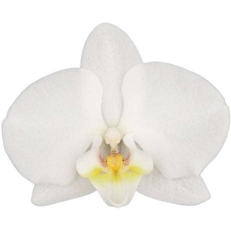 Phalaenopsis Inverness 45cm 12cm Pot