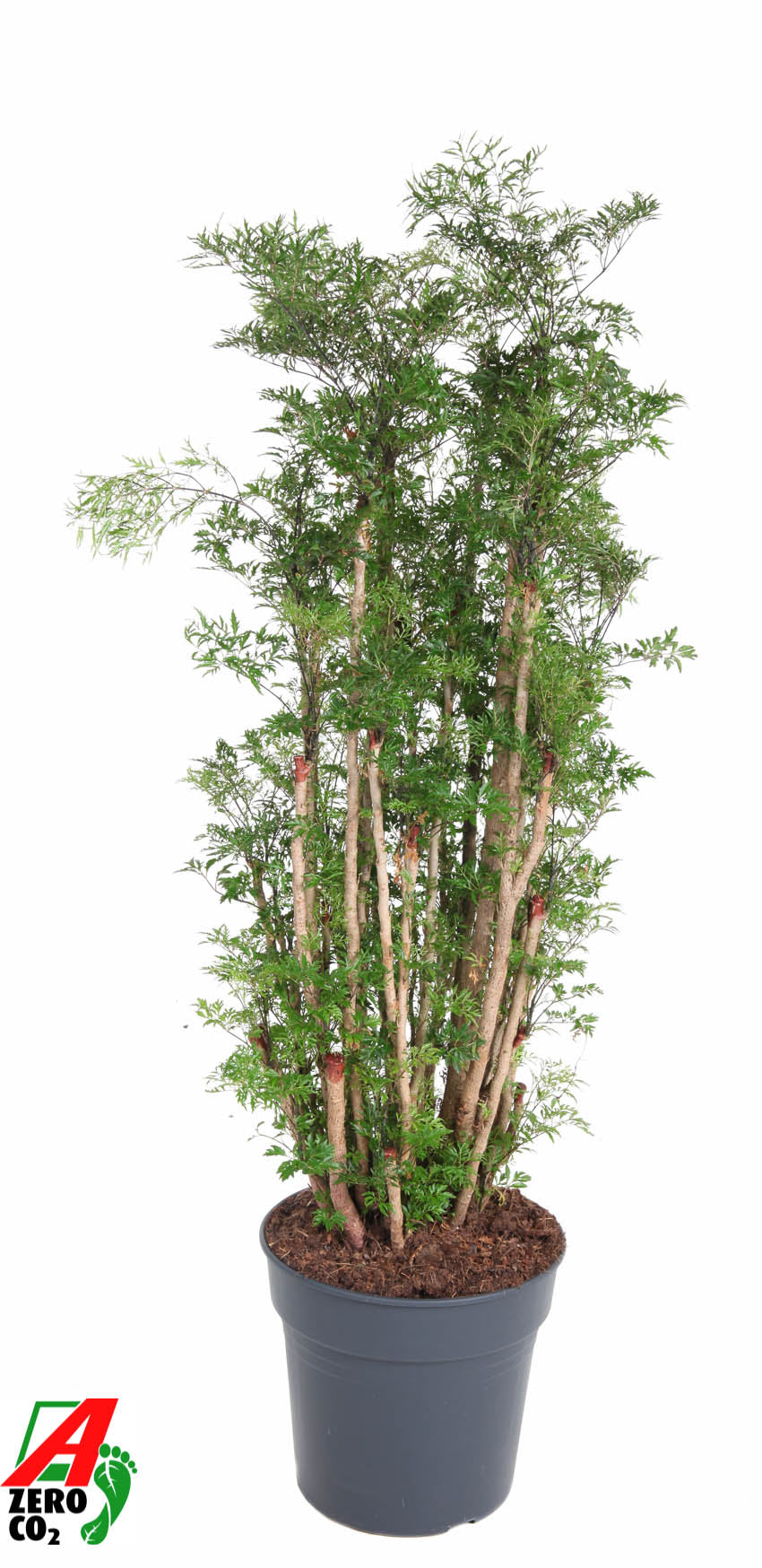 Polyscias fruticosa 140cm 31cm Pot
