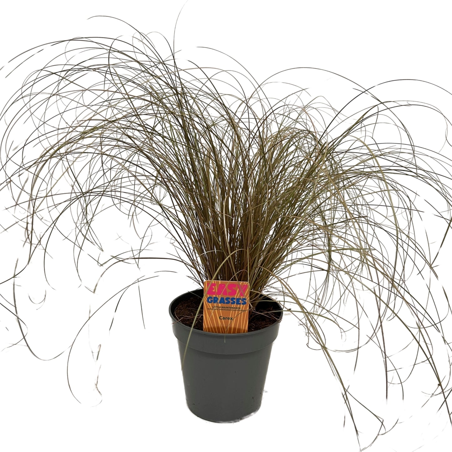 Carex Bronze Form 45cm 13cm Pot