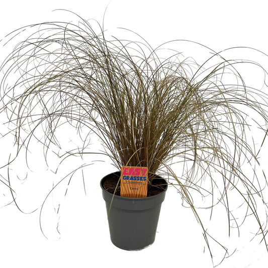 Carex Bronze Form 45cm 13cm Pot