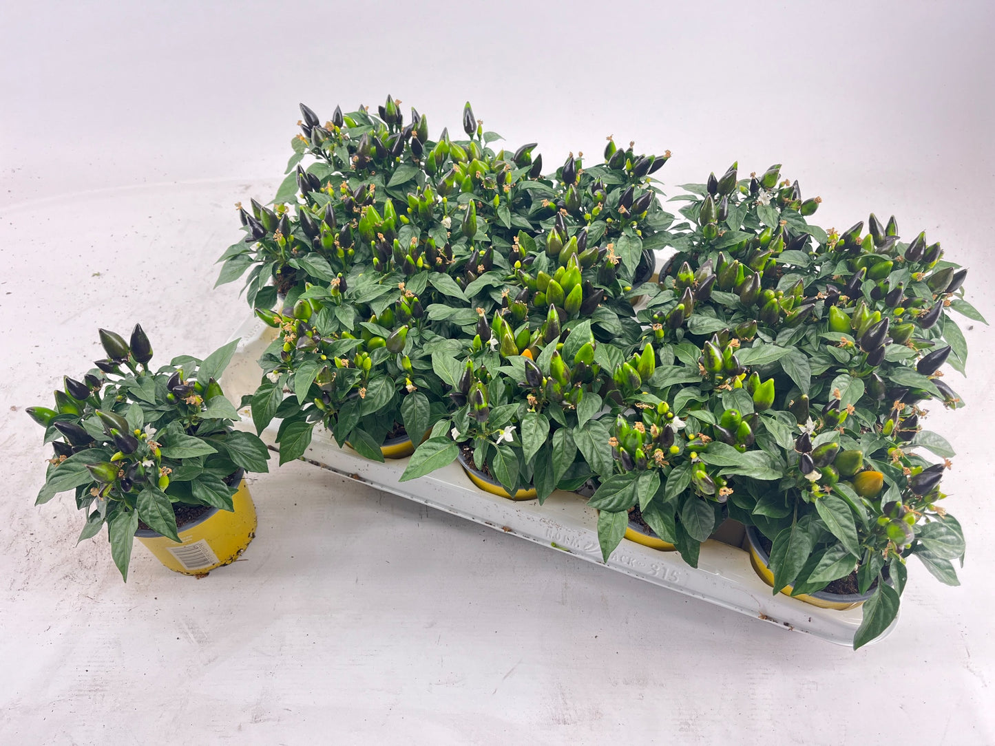 Capsicum ann. Salsa Yellow 20cm 510cm Pot