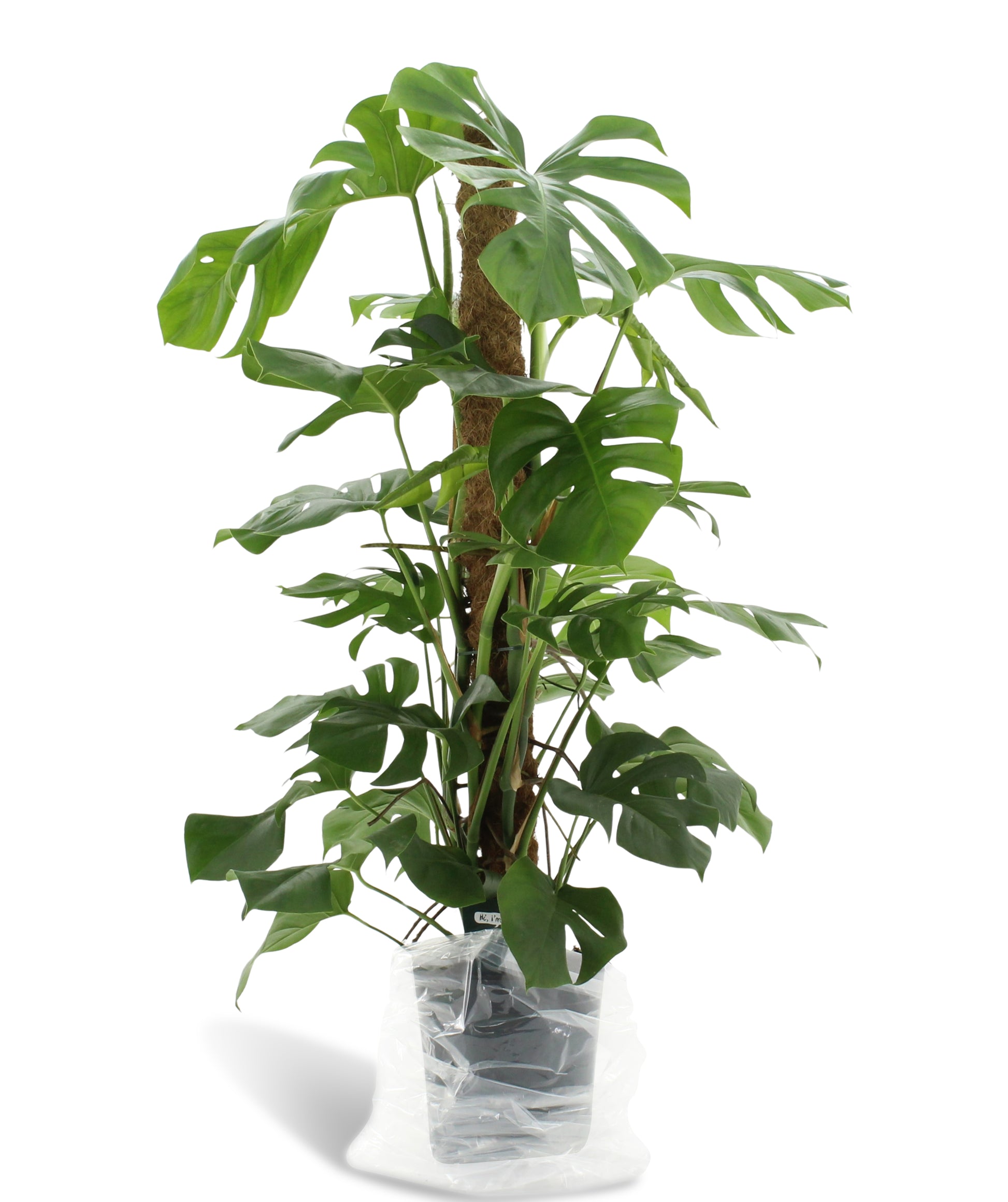 Monstera pertusum mosspole 120cm 24cm Pot