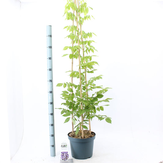 Wisteria Prolific 150cm 26cm Pot