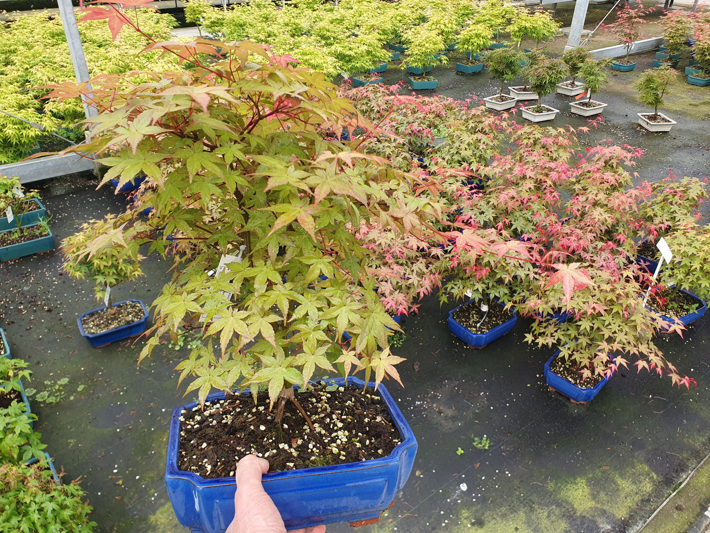 Lodder Bonsai BV Acer Beni-maiko Pack of 3