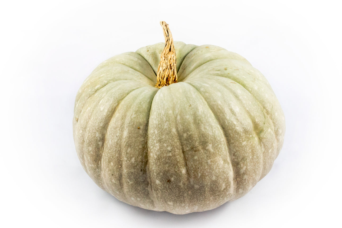 Cucurbita Jarrahdale 30cm 30cm Pot