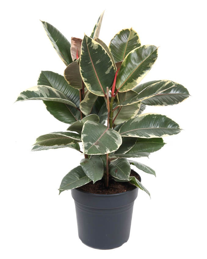 Ficus Tineke 100cm 27cm Pot