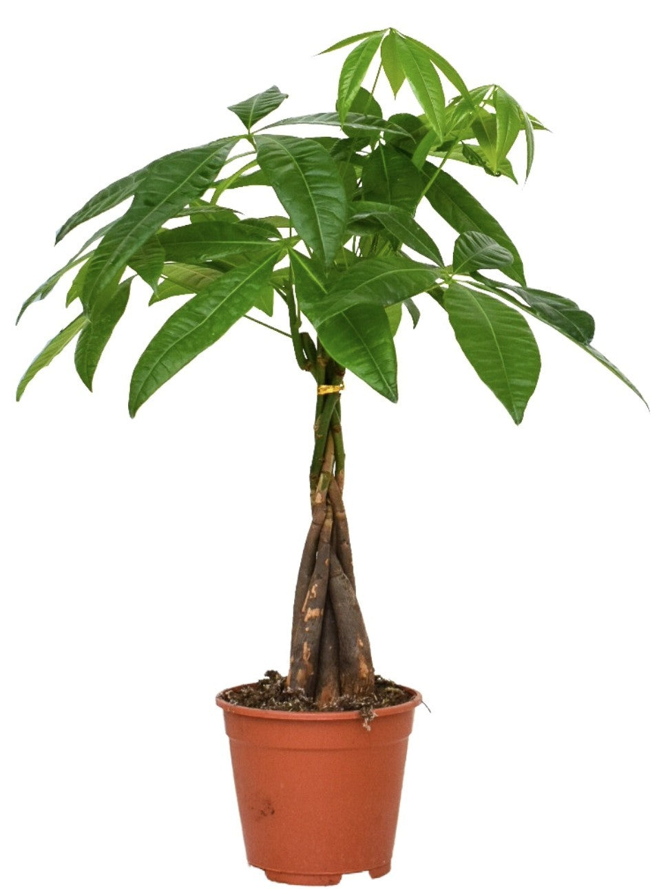 Pachira aquatica 50cm 14cm Pot