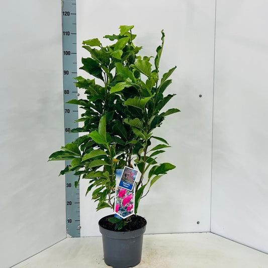 Magnolia sou. Susan 105cm 23cm Pot