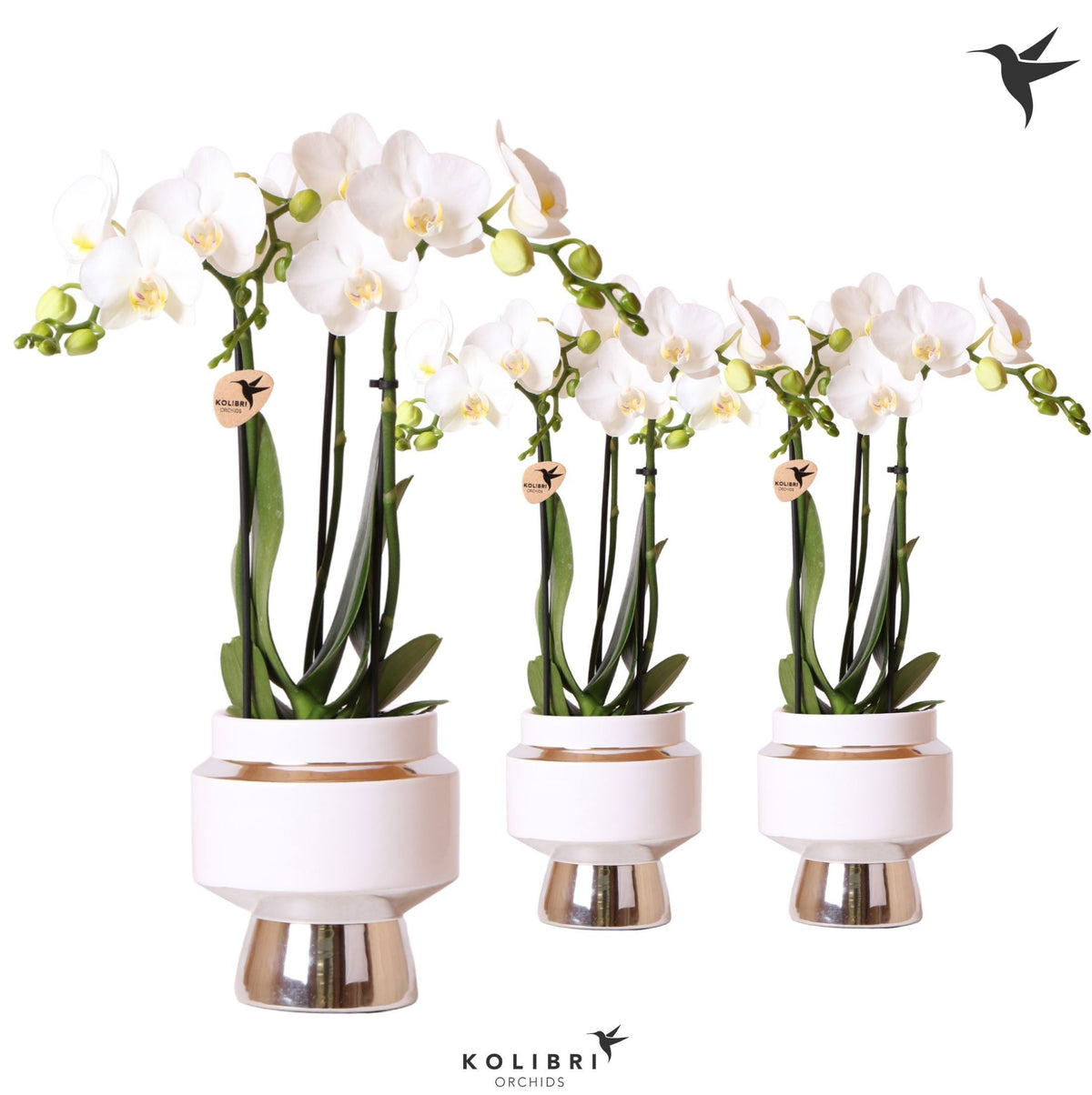 Phalaenopsis multiflora white 40cm 9cm Pot