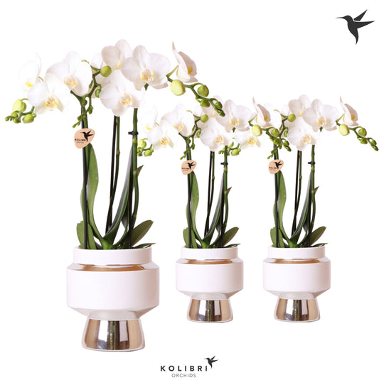Phalaenopsis multiflora white 40cm 9cm Pot