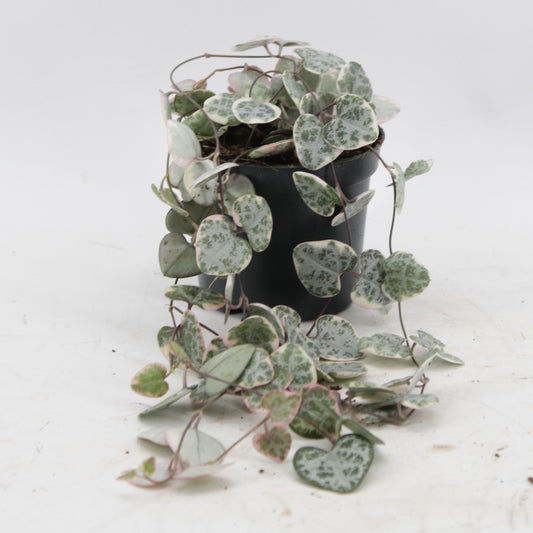 Zeur Niet, kwekerij Ceropegia woodii variegated Pack of 14
