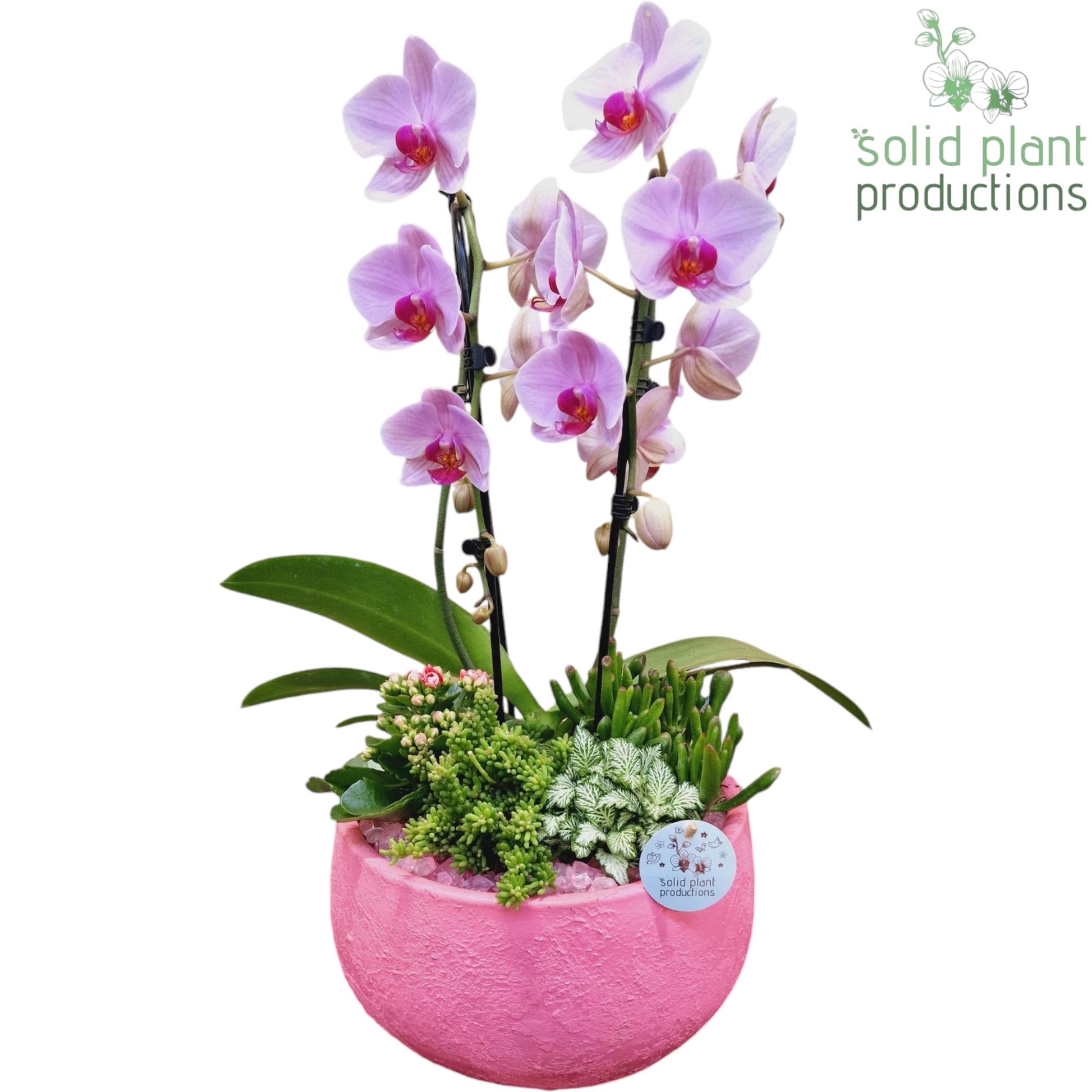PH034 Esra Pink 50cm 28cm Pot