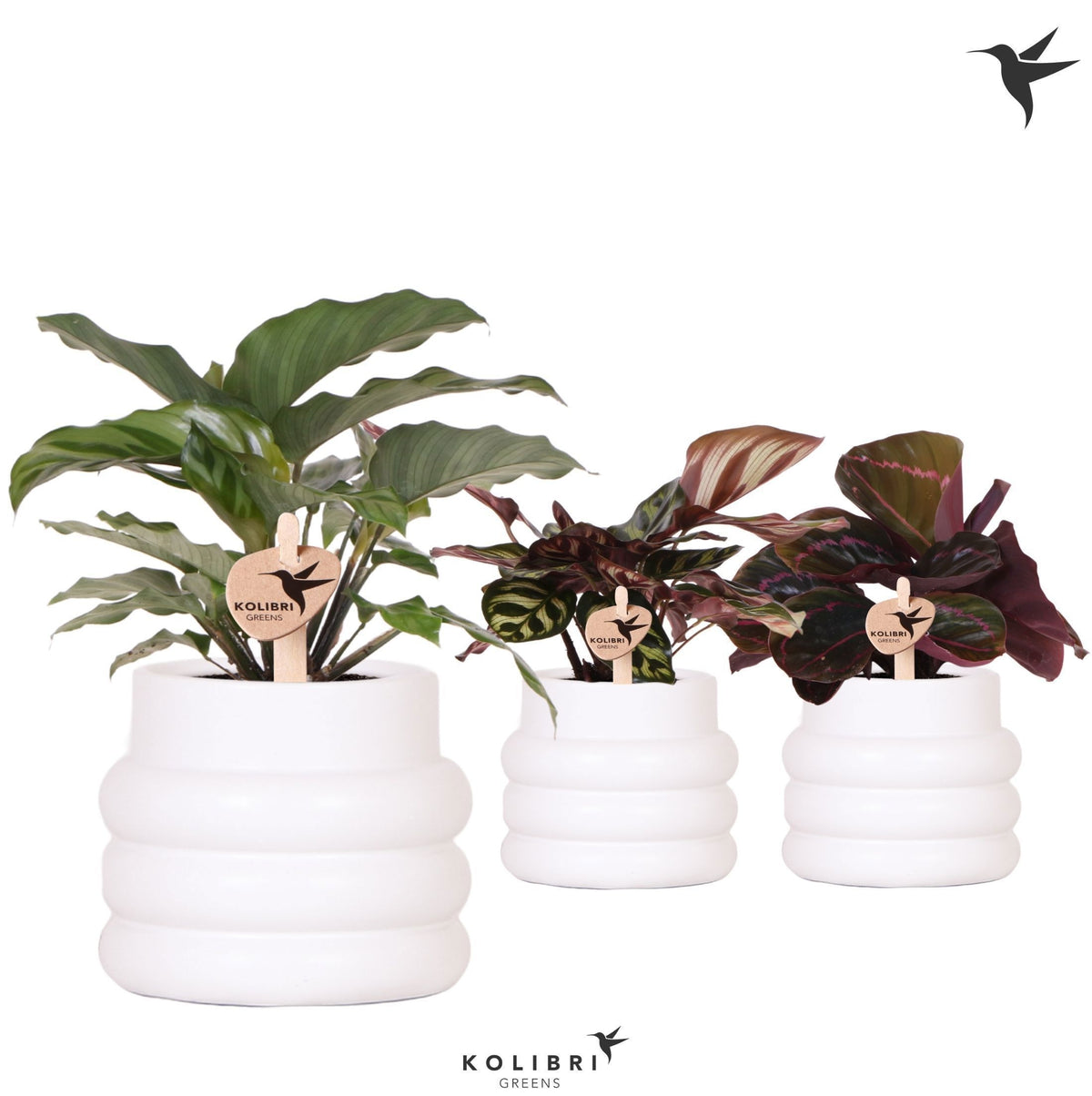 Calathea mix 24cm 9cm Pot
